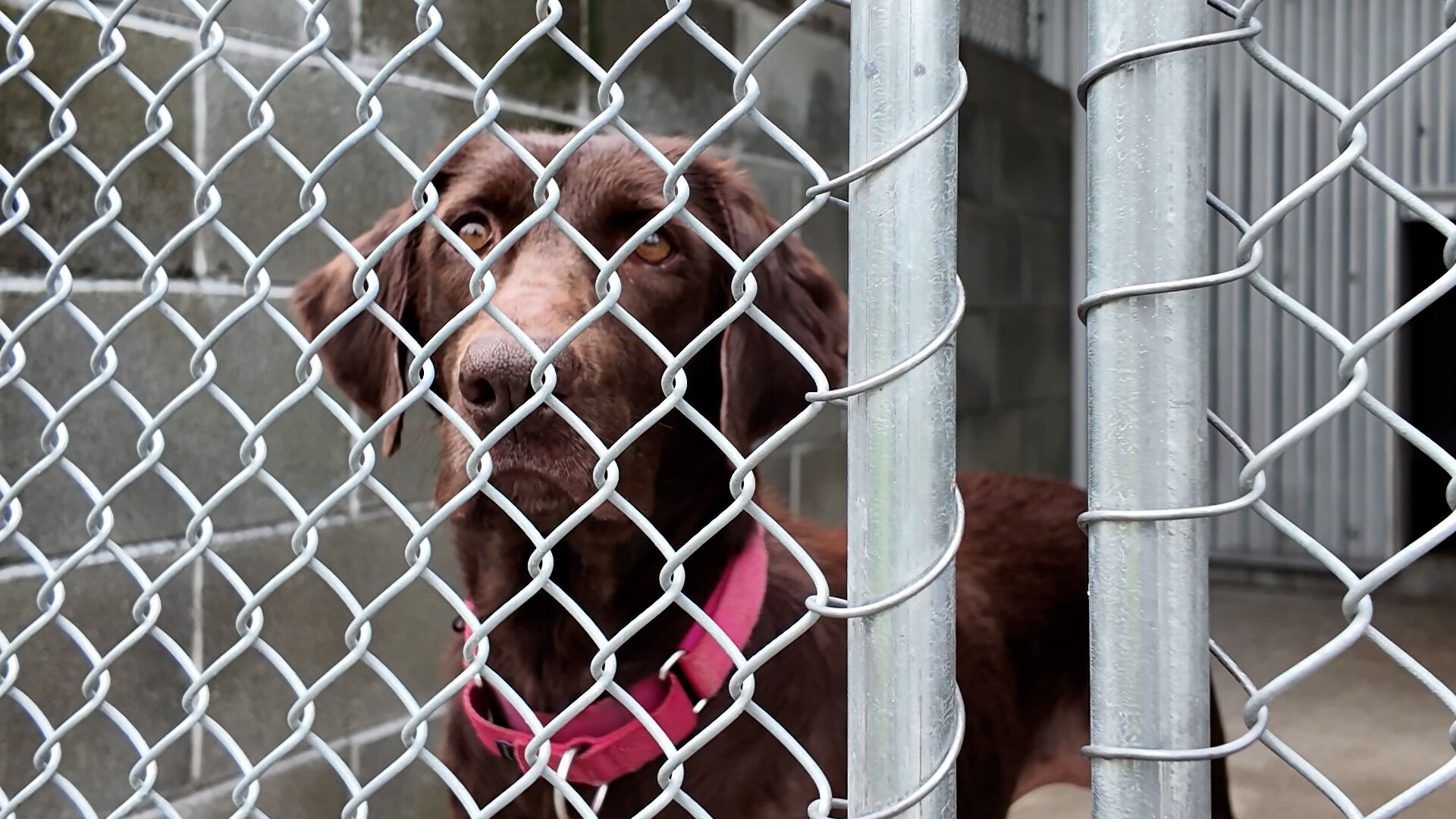 LOLA RESCUE DOG.jpg